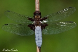 2013-07-30 plattbauch 1200x800 img 1579