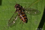 2013-06-02 hain-schwebfliege 1200x800 img 9740