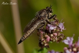 2013-07-07 raubfliege 1200x800 img 0589