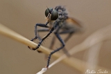 Raubfliege
