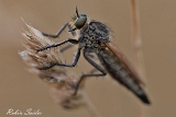 2013-07-28 raubfliege 1200x800 img 1446