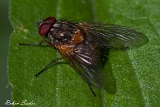 2013-06-02 muecke 1200x800 img 9791