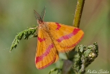 2013-08-03 ampfer-purpurspanner 1200x800 img 1657