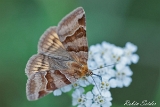 Braune Tageule