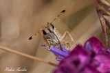 2013-07-07 unbekannter falter 1200x800 img 0520