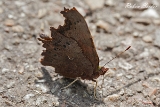 2013-08-03 c-falter 1200x800 img 1674