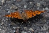 2013-08-03 c-falter 1200x800 img 1679