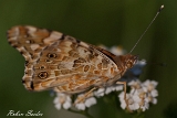 Distelfalter