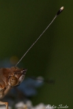 2013-07-25 distelfalter 1200x800 img 1403