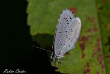 2013-07-07 himmelblauer blaeuling 1200x800 img 0698