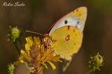 2013-08-06 goldene acht 1200x800 img 1908