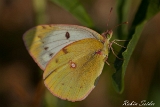 Goldene Acht