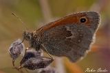 2013-07-06 ochsenauge 1200x800 img 0547