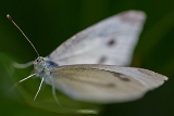 Kleiner Kohlweissling