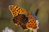 2013-07-25 kleiner perlmutterfalter 1200x800 img 1323