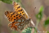 2013-07-25 kleiner perlmutterfalter 1200x800 img 1357
