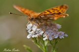 2013-07-25 kleiner perlmutterfalter 1200x800 img 1363