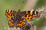 Landkaertchen