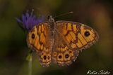 Mauerfuchs