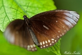 2013-09-28 oleanderfalter 1200x800 img 6748