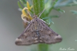 2013-07-25 olivbrauner znsler 1200x800 img 1254