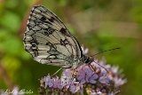 2013-07-07 schachbrettfalter maennchen 1200x800 img 0625