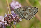 2013-07-07 schachbrettfalter weibchen 1200x800 img 0587