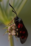 2013-08-04 sechsfleck-widderchen 1200x800 img 1741