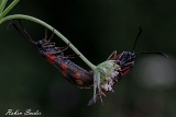 2013-08-04 sechsfleck-widderchen bei paarung 1200x800 img 1760