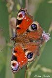 Tagpfauenauge