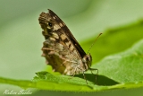 Waldbrettspiel