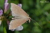 2013-06-16 unbekannter falter 1200x800 img 0236