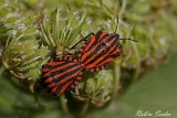 2013-08-05 streifenwanzen bei paarung 1200x800 img 1849
