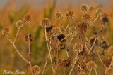 2013-08-30 naturbild 750x500 img 4937