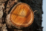 20131231 abgesaegter baumstamm hp img 0140