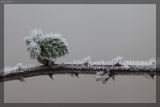 2015NaturaufnahmeIMG 7442