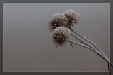 2015NaturaufnahmeIMG 7484