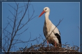 2000WeißstorchIMG 5175