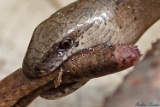 Reptilien