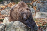 Säuger