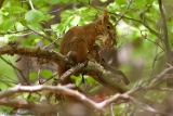 2012-05-01 eichhoernchen 750x500 img 5347
