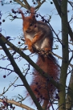 2012-12-01 eichhoernchen 750x500 img 3463