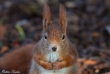 2013-02-14 eichhoernchen 750x500 img 5029