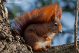 2013-02-14 eichhoernchen 750x500 img 5188
