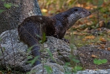 2013-10-03 fischotter 1200x800 img 7568