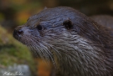 2013-10-03 fischotter 1200x800 img 7579