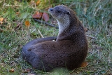 2013-10-03 fischotter 1200x800 img 7609