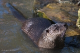 20131031 fischotter hp img 9149