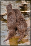 2015FischotterIMG 8067