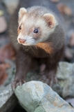 20131031 frettchen hp img 9775